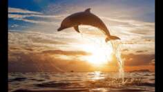 Beautiful Dolphins Chillout Lounge Mix Del Mar HD