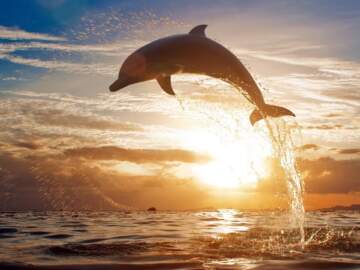 Beautiful Dolphins Chillout Lounge Mix Del Mar HD