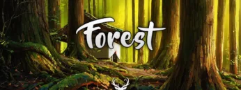 Forest | Chill Mix